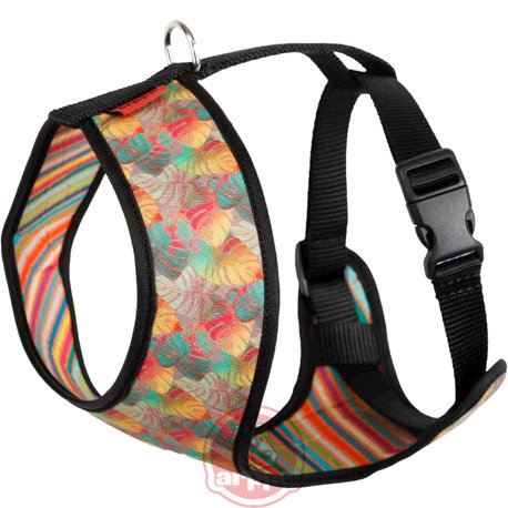 ARNES ACC PLUS FLORIDA