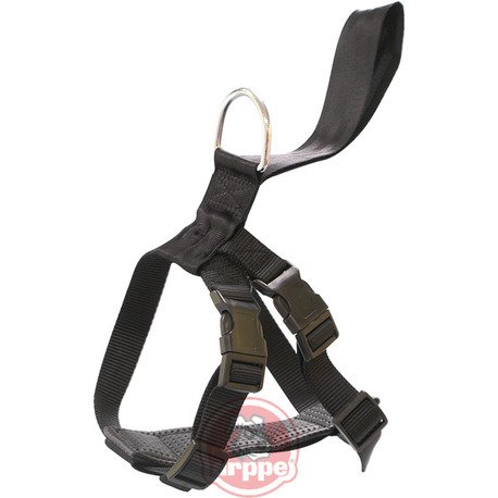 ARNES SEGURIDAD COCHE Y PASEO 