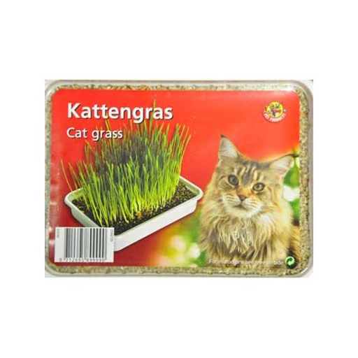 [01517] HIERBA PARA GATERAS ( EN BANDEJAS )