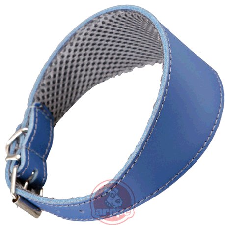 [195376050130] COLLAR GALGO CUERO F3D AMAZONE AZ/GR