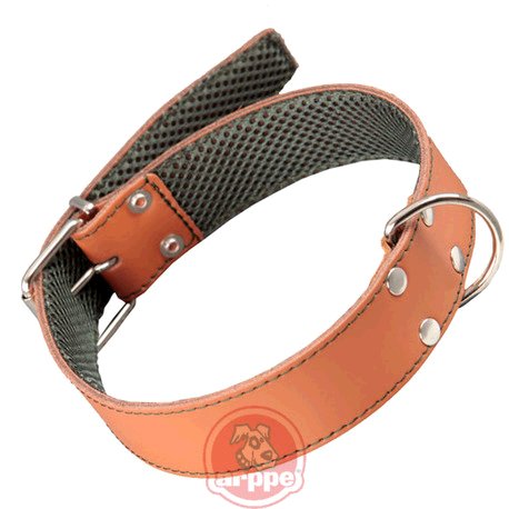 [195324075131] COLLAR CUERO FORRO 3D AMAZONE CAR/VDE