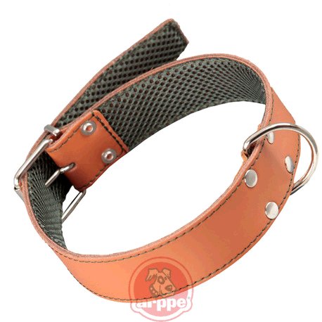 [195324065131] COLLAR CUERO FORRO 3D AMAZONE CAR/VDE
