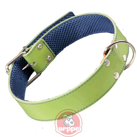 [195324075124] COLLAR CUERO FORRO 3D AMAZONE VDE/AZ